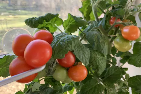 Tänk att få så tomater i januari! Röda och gröna tomater hänger på en planta vid ett fönster.
