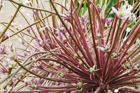 En närbild av en allium blomma med lila stjälkar och små gröna frökapslar.