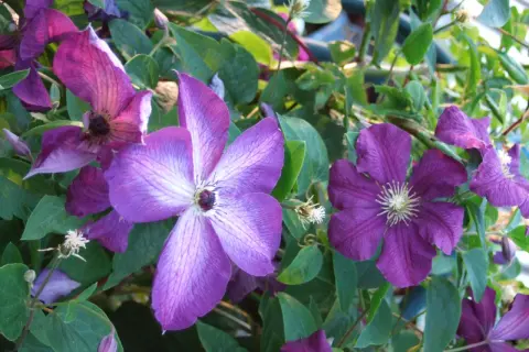Lila klematisblommor med sina karaktäristiska kronblad och gröna bladverk. En vacker syn att klippa och beundra.