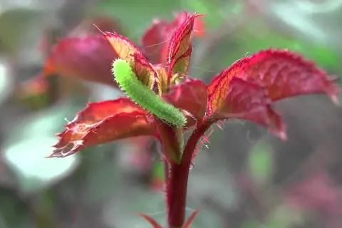 En grön larv klättrar på en nyutslagen rosbuske med röda blad. Larver på rosor kan vara ett problem för trädgårdsmästare.