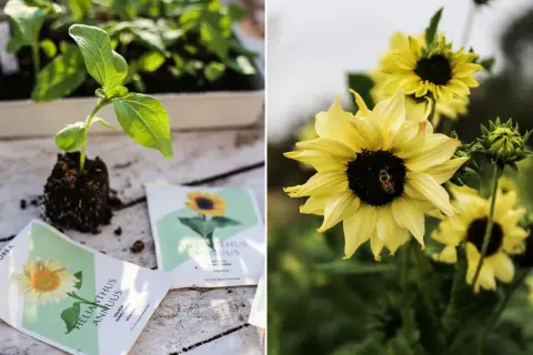 Förberedelser för att plantera ut solrosor. En liten planta med rötter och fröpåsar ligger på ett träbord. I bakgrunden blommar gula solrosor med en bi på en av dem.