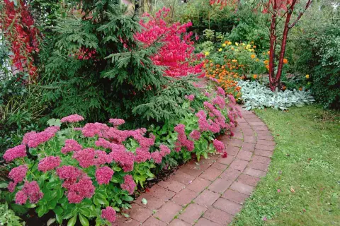 En vacker trädgård med en slingrande tegelstensgång kantad av rosa blommor. En gran står stolt bredvid, och i bakgrunden syns buskar med röda och orange löv. Benved på stam ger en fin kontrast.