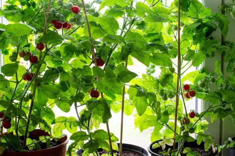 Tomatplantor i krukor med gröna och röda tomater som väntar på att planteras ut.