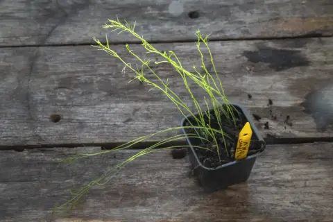 Små sparris plantor i en kruka på en träyta. En gul märkpinne sticker upp ur jorden.