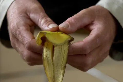 Händer som skalar en banan, redo att ge näring till tomatplantor. Bananskal till tomatplantor är ett smart sätt att återvinna.