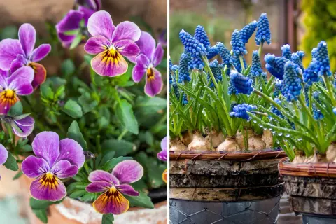 Vårblommor ute: lila penséer med gula detaljer och blåa druvhyacinter med vattendroppar.