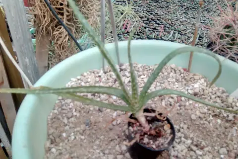 En liten aloe vera växt i en ljusgrön kruka med grusig jord. Bakom syns fler växter och krukor.