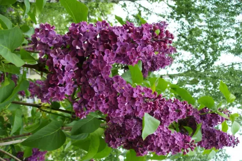 En uppstammad syrenbuske blommar med rikliga, lila klasar mot en bakgrund av gröna blad och ljus himmel.