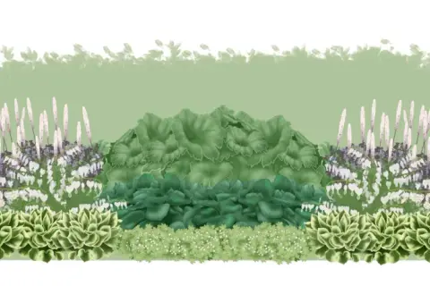 En illustration av en trädgårdsbädd med olika låga perenner, inklusive hosta, astilbe och hjärtansblomma, med en silhuett av en person till höger.