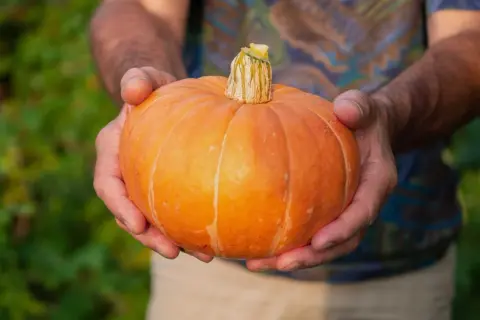 Händer håller en perfekt rund, orange så pumpa. Bakgrunden är suddig grönska.