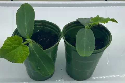 Två små gurkplantor i gröna krukor. Dags att plantera om gurka djupare för bättre rotutveckling.