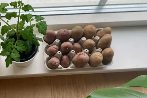 Små potatisar med groddar i en äggkartong, redo att planteras. En tomatplanta växer bredvid. Snabb potatis för odling.
