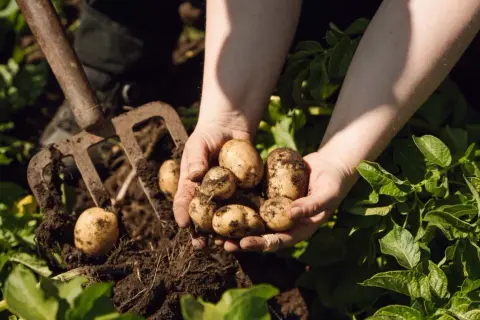 Händer håller nyskördade potatisar ur jorden. En grep ligger bredvid, redo för mer jord till potatis.
