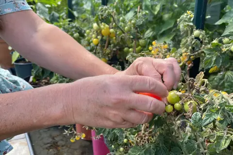 Händer plockar en röd tomat från en planta i växthus. Det är spännande att odla tomater och se dem växa.