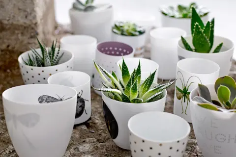 En samling vita krukor med olika mönster, inklusive prickar och insekter, som rymmer olika aloe vera sorter och suckulenter.