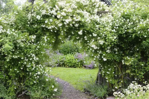 En blomstrande klematis spaljé bildar en grönskande portal till en lummig trädgård med gräsmatta och lila blommor.