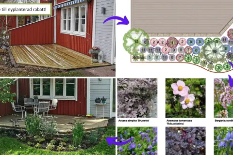 Planteringsskiss visar hur man skapar en vacker rabatt med fleråriga blommor. Från idé till verklighet med olika sorters växter.