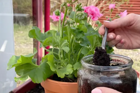 En hand tar kaffesump med en sked ur ett glasburk för att ge näring till en rabarberplanta.