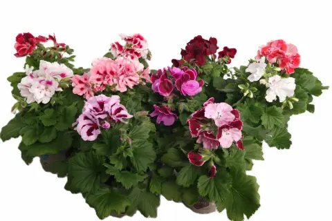 En samling vackra engelska pelargoner i olika färger, från djuprött till rosa och vitt, med gröna blad.