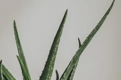 Gröna, taggiga blad från en aloe vera-växt mot en ljus bakgrund. En vacker aloe vera blomma som växer.