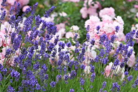 Vacker rabatt med lila lavendel och rosa rosor. En bi surrar bland lavendelblommorna, redo att plantera lavendel i rabatt.