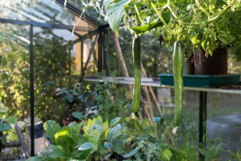 Två långa, gröna gurkor hänger i ett växthus. Det är en härlig känsla att odla gurka och se dem växa sig stora.