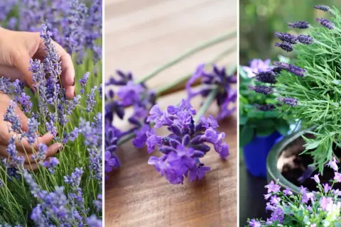 Händer skördar lavendel. En bukett lavendel på träbord. En grönskande lavendel i kruka.