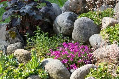 En stenpartiträdgård med gammaldags perenner som taklök, purpurblad och rosa blommor.