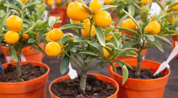Små träd med orange frukter och gröna citron blad i krukor.