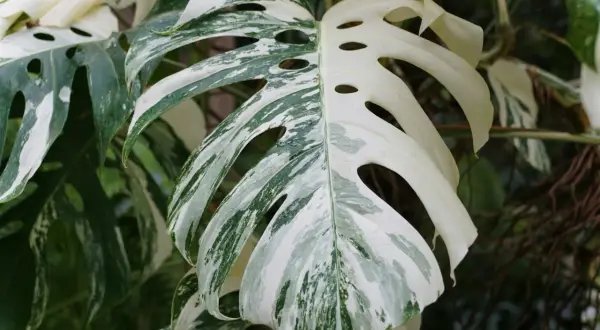 En vacker Monstera Deliciosa 'Albo Variegata' med sina karakteristiska vita och gröna blad. Denna planta behöver stöd för att växa sig stor och stark.
