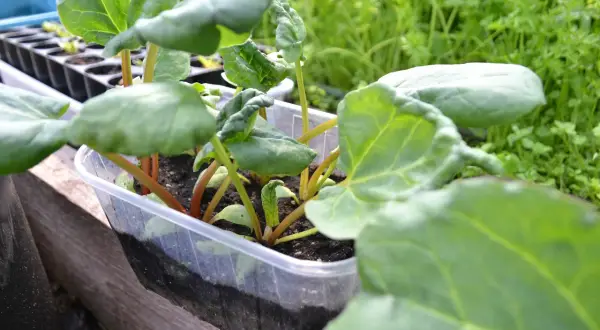 Små plantor av så rabarber i en plastlåda, redo att planteras ut.