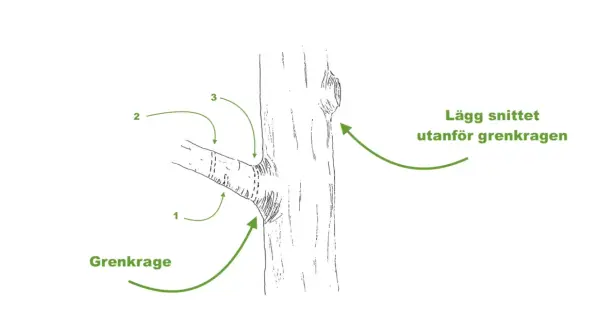 Illustration visar hur man ska klippa grenar vid grenkragen för att trädet ska läka.