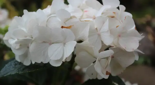 En klase vita hortensia blommor med rosa prickar, som växer i fuktig jord.