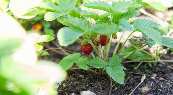 Smultronplantan växer frodigt, redo att ge skörd. Att odla smultron är en glädje som ger sommarens sötaste bär.