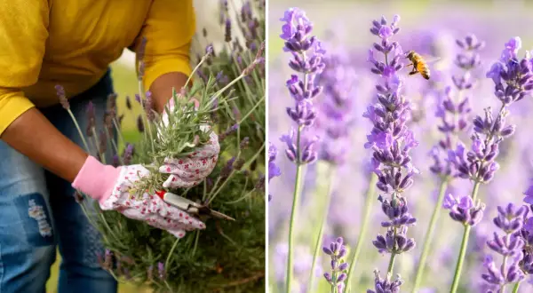 En person med blomstrande handskar klipper lavendel. En bi surrar bland lavendelblommorna.