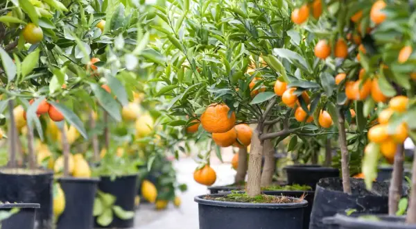 Rad med clementin planta i krukor, fulla av mogna, saftiga frukter.