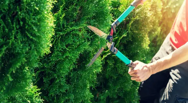 En person klipper thuja med en häcksax. Solen lyser på de gröna grenarna.