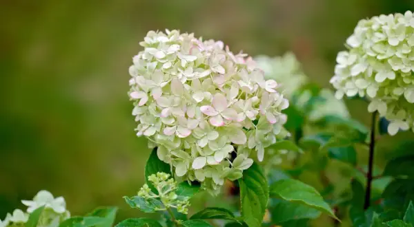 En vacker vipphortensia på stam med ljusgröna blommor som övergår i rosa vid kanterna. En sommarfavorit i trädgården.