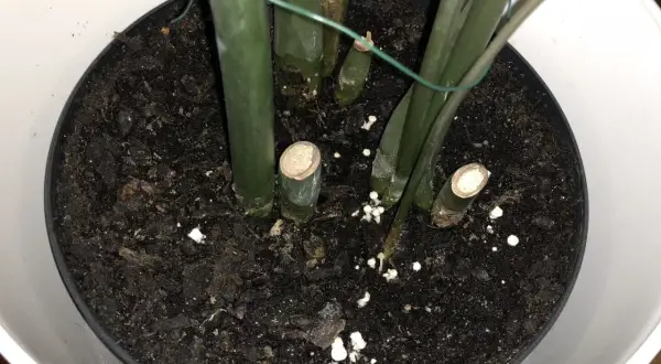Små, gula svampar växer i jorden i en blomkruka, runt stammen på en grön växt.