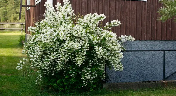 En frodig schersmin buske blommar med tusentals vita blommor vid ett falurött hus.