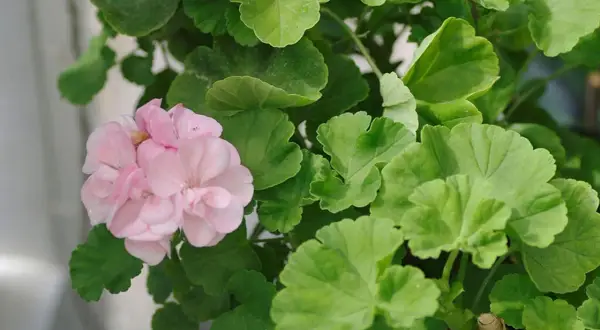 En vacker ljusrosa pelargon utomhus, omgiven av frodiga gröna blad.