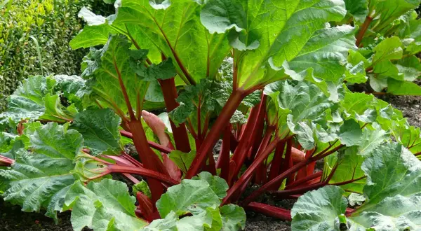En frodig rabarberplanta med tjocka, röda stjälkar och stora, gröna blad. Perfekt för att plocka rabarber till paj.