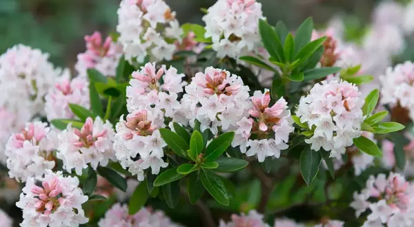 En buske med många små, ljusrosa och vita blommor. En av många vackra rhododendron sorter som blommar i trädgården.