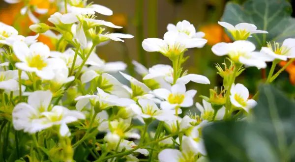 En matta av vita perenner blommar i solljus. Deras små, vita kronblad med gula centra skapar en drömsk scen.