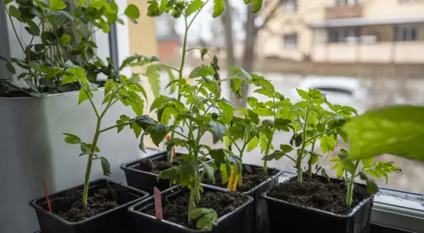 Små tomatplantor i svarta krukor på fönsterbrädan. Bra att veta hur stor kruka till tomat för framtida plantering.