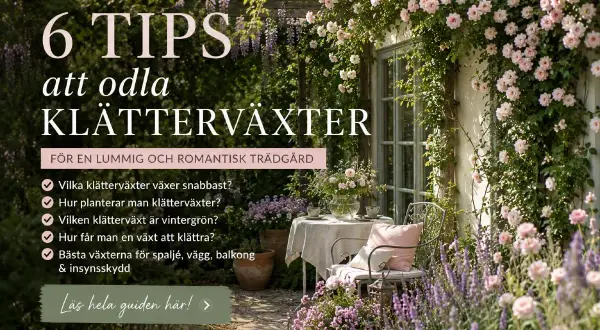 En romantisk trädgård med en klematis pergola, rosor och lavendel. En stol och ett bord inbjuder till avkoppling.