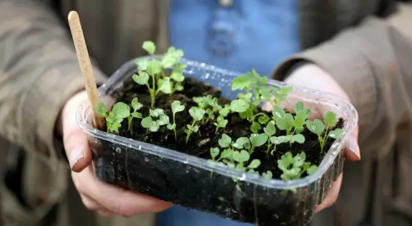 Små plantor i en plastlåda, redo för vintersådd blommor. En träpinne med text syns i jorden.