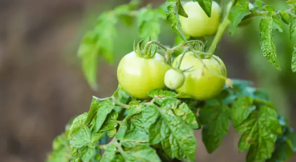 Gröna, mogna tomater inomhus på en planta. De väntar på att bli röda och goda.