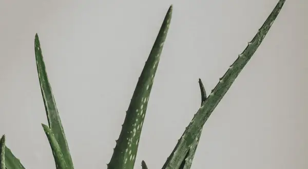 Gröna aloe vera blad med vita prickar, redo att plantera.
