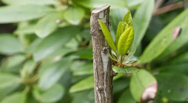 Ny tillväxt på en klippt rhododendronstam. Nya, ljusgröna blad spirar fram ur den grova barken.